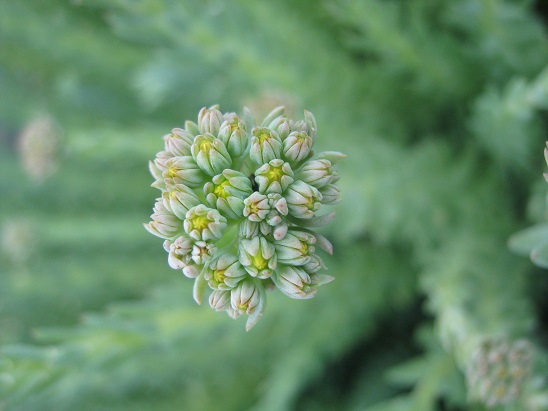 Name:  -sedum rupestre1.jpg
Views: 540
Size:  60.2 KB