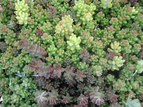 Name:  -sedum.jpg
Views: 757
Size:  54.1 KB