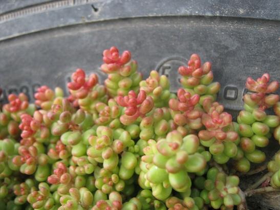 Name:  sedum album.jpg
Views: 778
Size:  37.1 KB