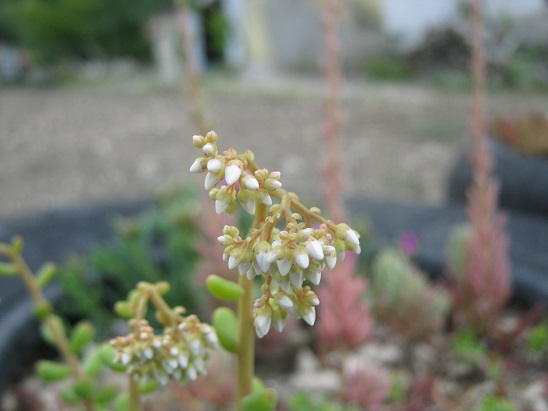 Name:  sedum album tomurcuk.jpg
Views: 737
Size:  58.3 KB