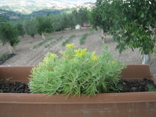Name:  -sedum lineare.jpg
Views: 753
Size:  35.7 KB