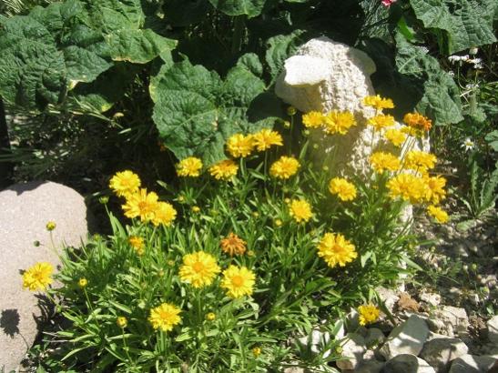 Name:  coreopsis grandiflora.jpg
Views: 502
Size:  64.4 KB