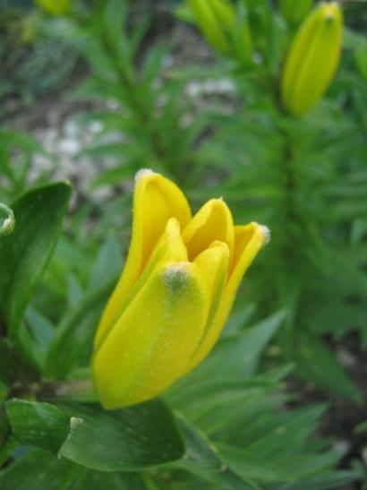Name:  -sar lilium.jpg
Views: 490
Size:  22.1 KB