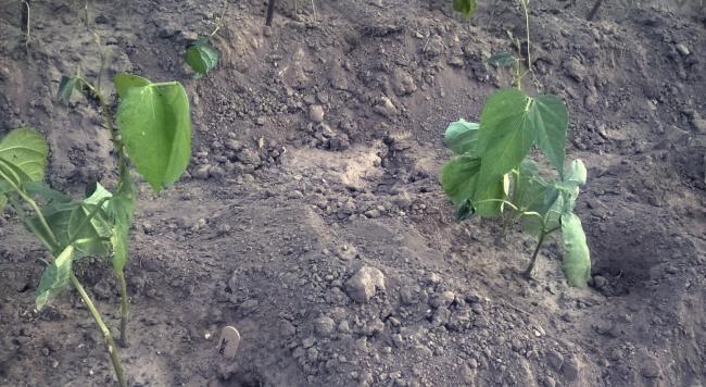 Name:  mor barbunya 04.05.2016.jpg
Views: 764
Size:  59.2 KB