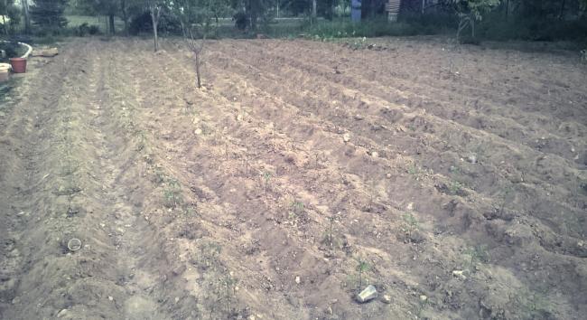 Name:  domates 01.06.2016.jpg
Views: 753
Size:  49.0 KB