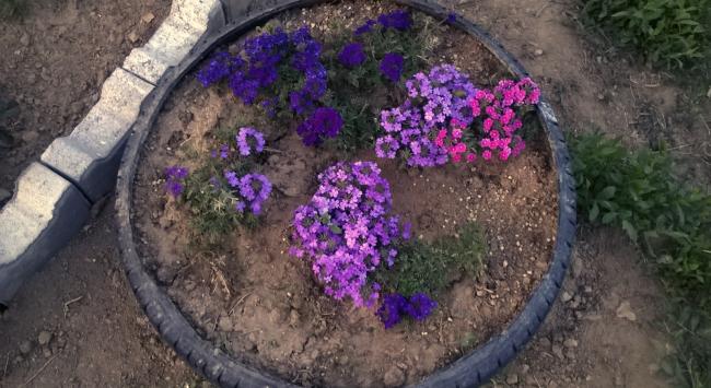 Name:  verbena 05.06.2016.jpg
Views: 712
Size:  52.0 KB