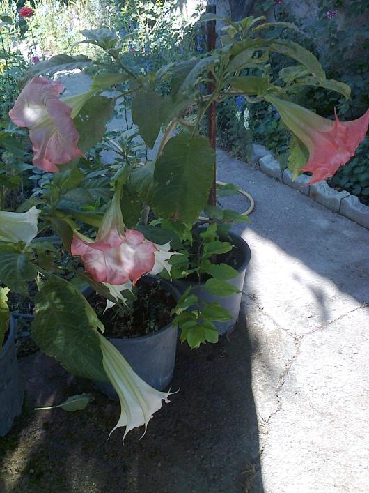 Name:  Fotoraf3938.jpg
Views: 433
Size:  73.1 KB