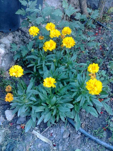 Name:  Fotoraf3879.jpg
Views: 458
Size:  78.6 KB