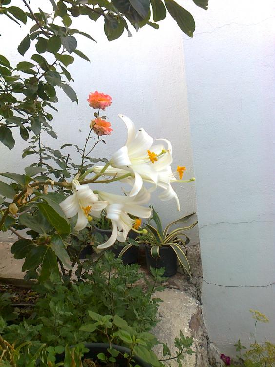 Name:  Fotoraf3880.jpg
Views: 464
Size:  72.5 KB