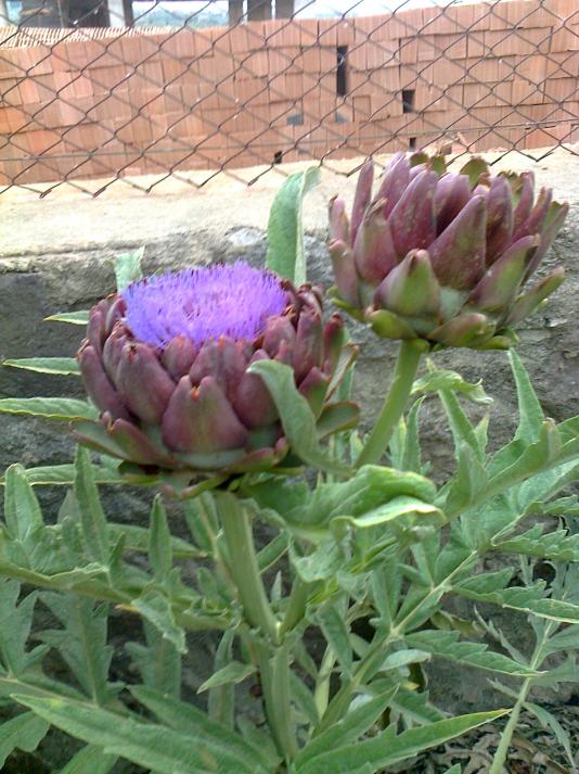Name:  Fotoraf3898.jpg
Views: 441
Size:  75.6 KB