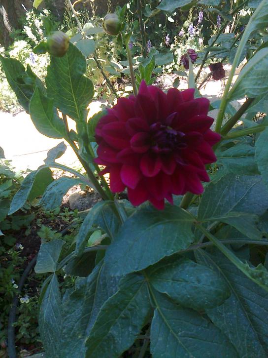 Name:  Fotoraf3914.jpg
Views: 427
Size:  73.7 KB