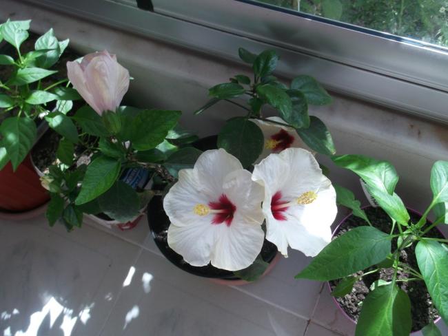 Name:  DSCF9450.jpg
Views: 492
Size:  42.7 KB