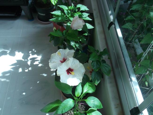 Name:  DSCF9451.jpg
Views: 491
Size:  42.8 KB