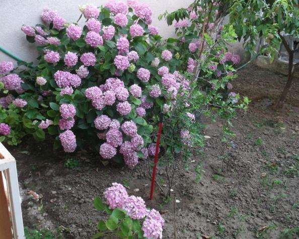 Name:  DSCF9477.jpg
Views: 537
Size:  71.9 KB