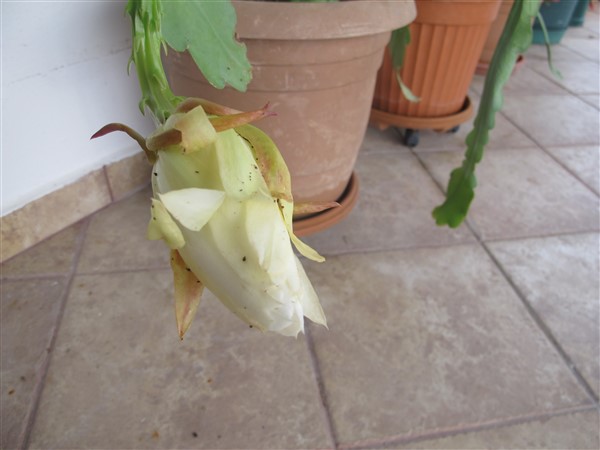 Name:  IMG_9266 (600 x 450).jpg
Views: 814
Size:  53.2 KB