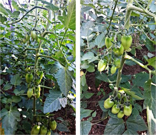 Name:  san marzano.jpg
Views: 815
Size:  75.0 KB