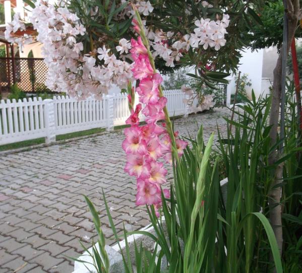 Name:  DSCF9476.jpg
Views: 473
Size:  72.0 KB