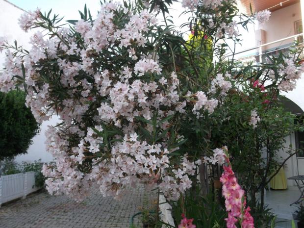 Name:  DSCF9473.jpg
Views: 462
Size:  71.8 KB