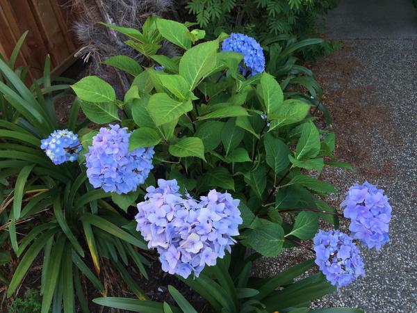 Name:  IMG_4797.jpg
Views: 680
Size:  60.1 KB
