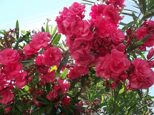 Name:  DSCF9495.jpg
Views: 532
Size:  65.7 KB