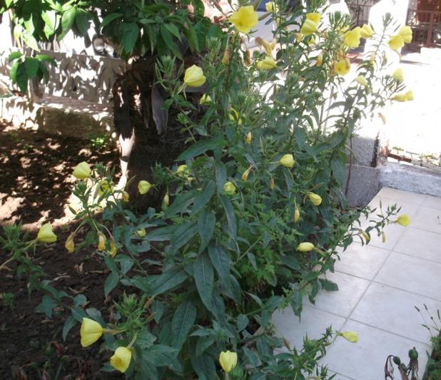Name:  DSCF9486.jpg
Views: 419
Size:  71.3 KB
