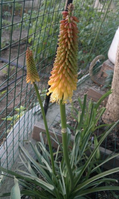 Name:  20160612_201004.jpg
Views: 693
Size:  56.6 KB