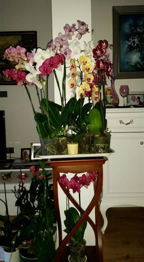 Name:  13310556_10154302621689040_7417926036969407459_n.jpg
Views: 721
Size:  70.3 KB