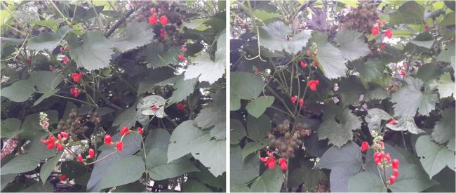 Name:  krmz fasulye.jpg
Views: 517
Size:  39.3 KB
