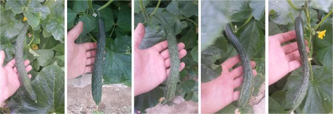 Name:  japannesecucumbers.jpg
Views: 530
Size:  28.1 KB