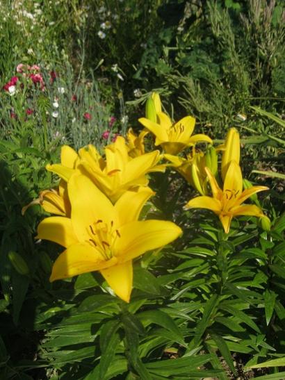 Name:  lilium.jpg
Views: 859
Size:  49.9 KB