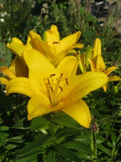 Name:  lilium-.jpg
Views: 927
Size:  36.7 KB