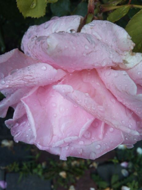 Name:  gl2.JPG
Views: 322
Size:  41.7 KB