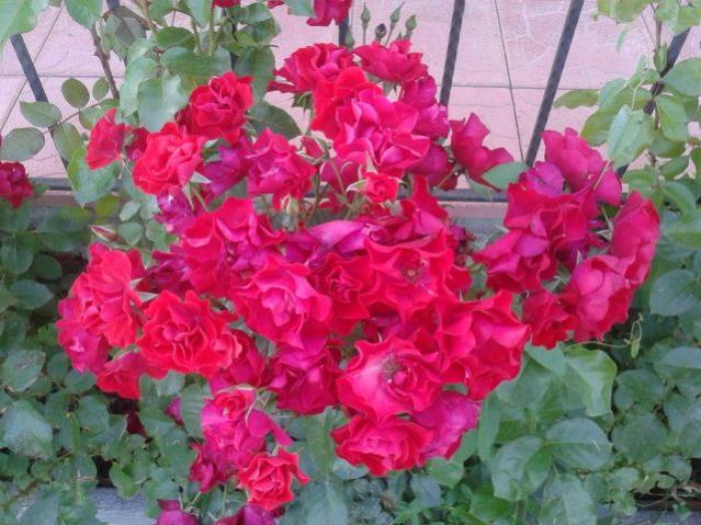 Name:  20160601_165546.jpg
Views: 902
Size:  59.7 KB