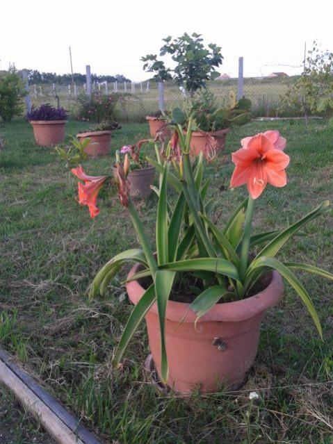 Name:  20160614_185430.jpg
Views: 845
Size:  58.8 KB