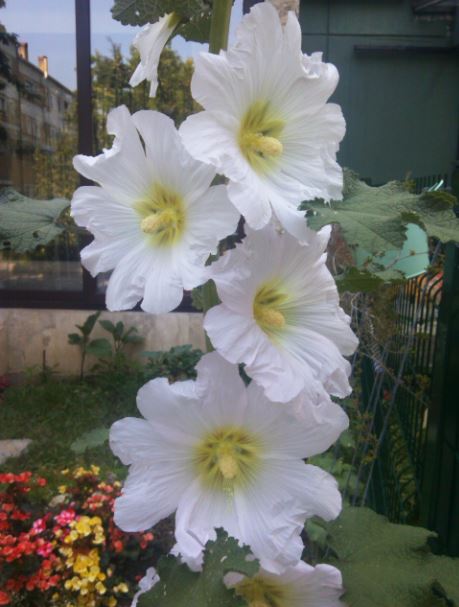 Name:  ht.JPG
Views: 310
Size:  48.7 KB