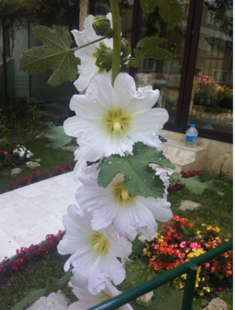 Name:  ht2.JPG
Views: 297
Size:  53.5 KB