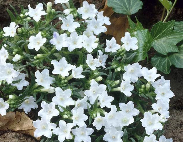 Name:  lithodora-diffusa-white-1.jpg
Views: 516
Size:  70.5 KB