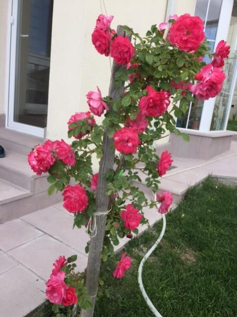 Name:  IMG_12123.jpg
Views: 313
Size:  50.7 KB