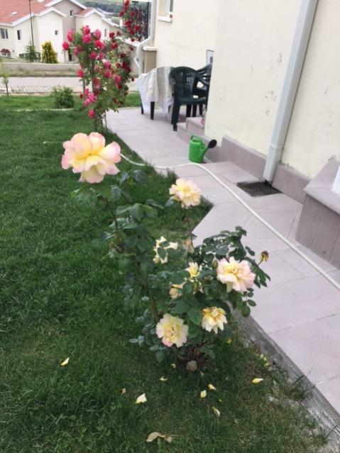 Name:  IMG_12143.jpg
Views: 315
Size:  50.7 KB
