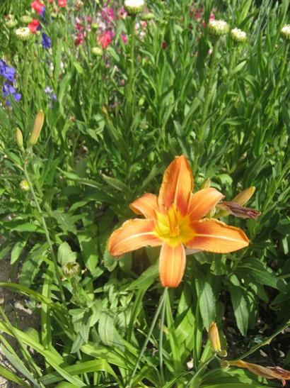 Name:  gngzeli.jpg
Views: 878
Size:  54.7 KB