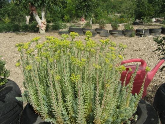 Name:  sedum.jpg
Views: 873
Size:  56.3 KB