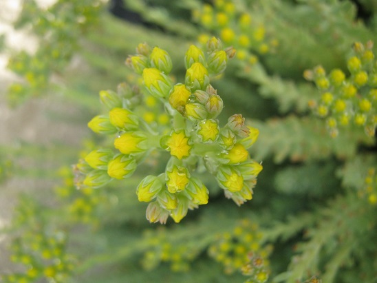 Name:  sedum1.jpg
Views: 858
Size:  68.6 KB