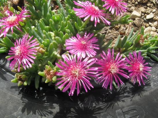 Name:  delosperma.jpg
Views: 864
Size:  56.9 KB