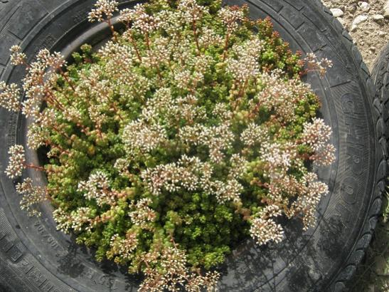 Name:  sedum.jpg
Views: 856
Size:  68.8 KB