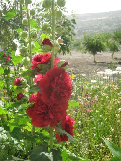 Name:  katmerli hatmi.jpg
Views: 869
Size:  51.1 KB