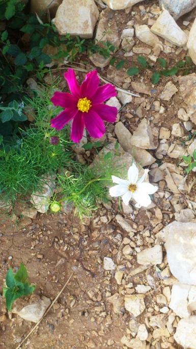 Name:  068.jpg
Views: 757
Size:  63.2 KB