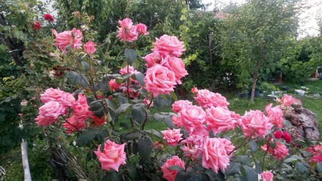 Name:  13494969_10154291158118415_8928357101383231045_n (Small).jpg
Views: 563
Size:  58.3 KB