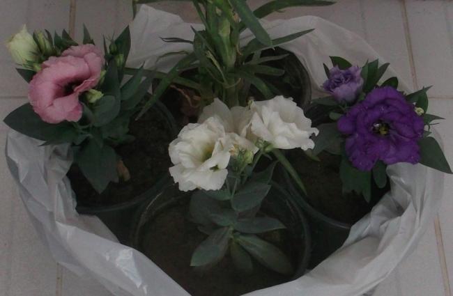 Name:  DSCF9546.jpg
Views: 524
Size:  29.2 KB