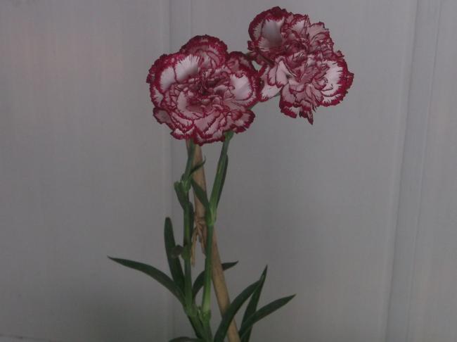 Name:  DSCF9547.jpg
Views: 525
Size:  21.1 KB