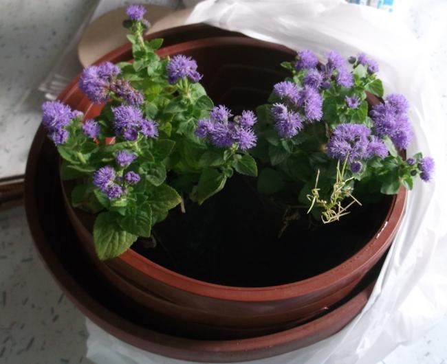 Name:  DSCF9548.jpg
Views: 530
Size:  42.4 KB